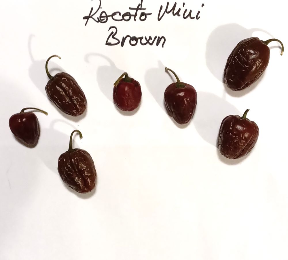 Seminţe Ardei - Rocoto Mini Brown