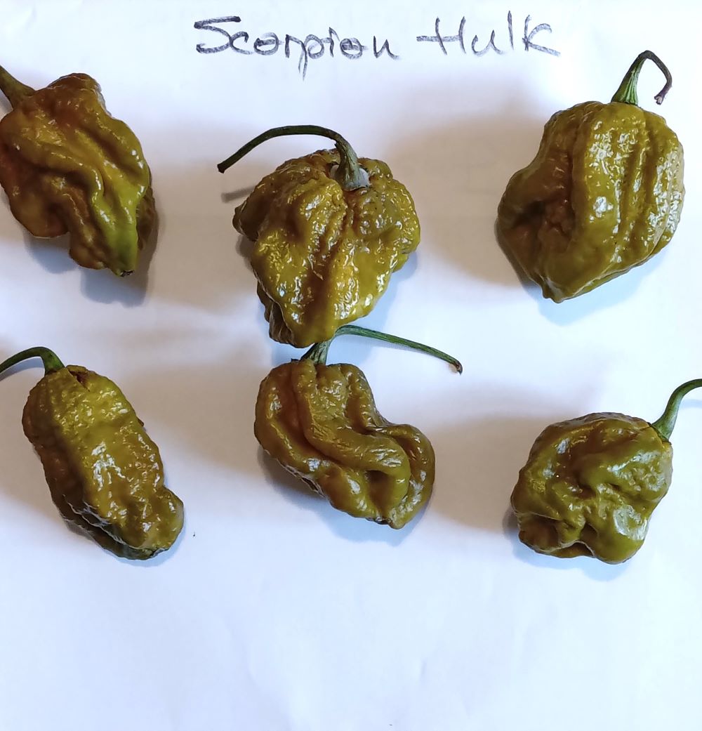 Seminţe Ardei - Scorpion Hulk