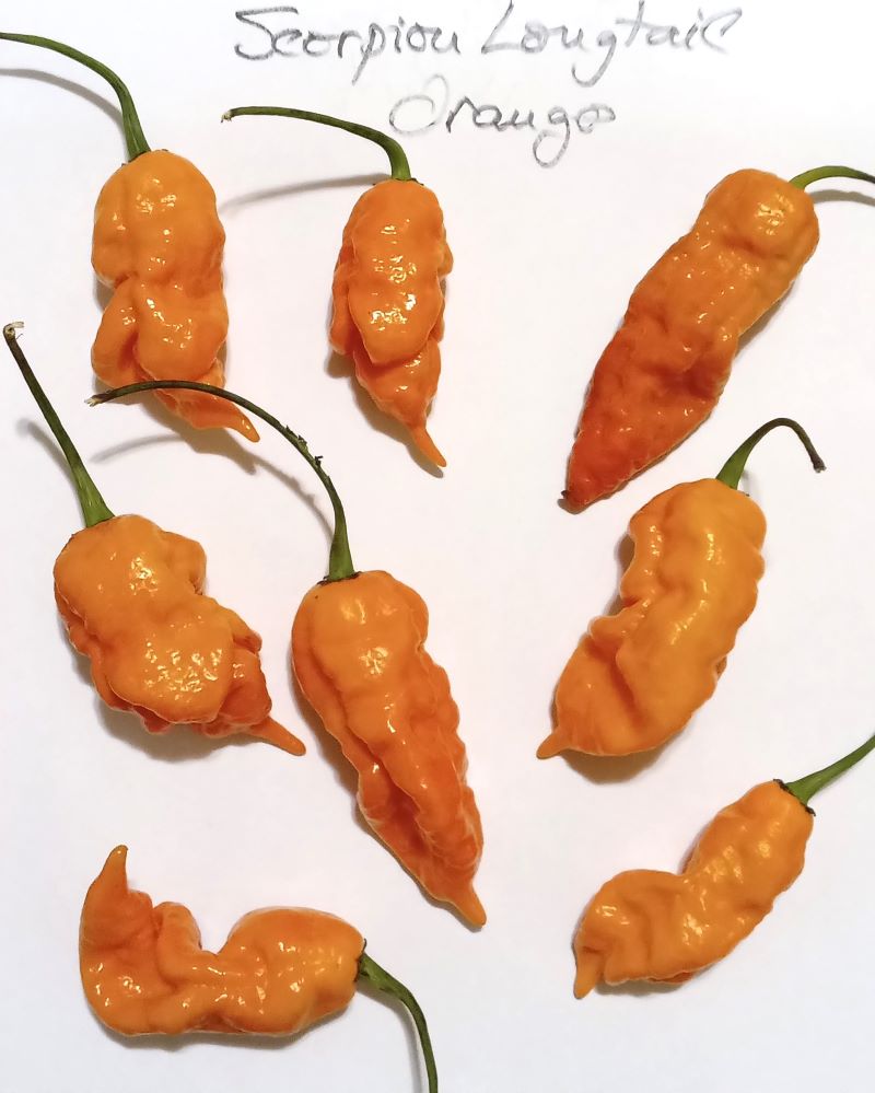 Seminţe Ardei - Scorpion Longtail Orange