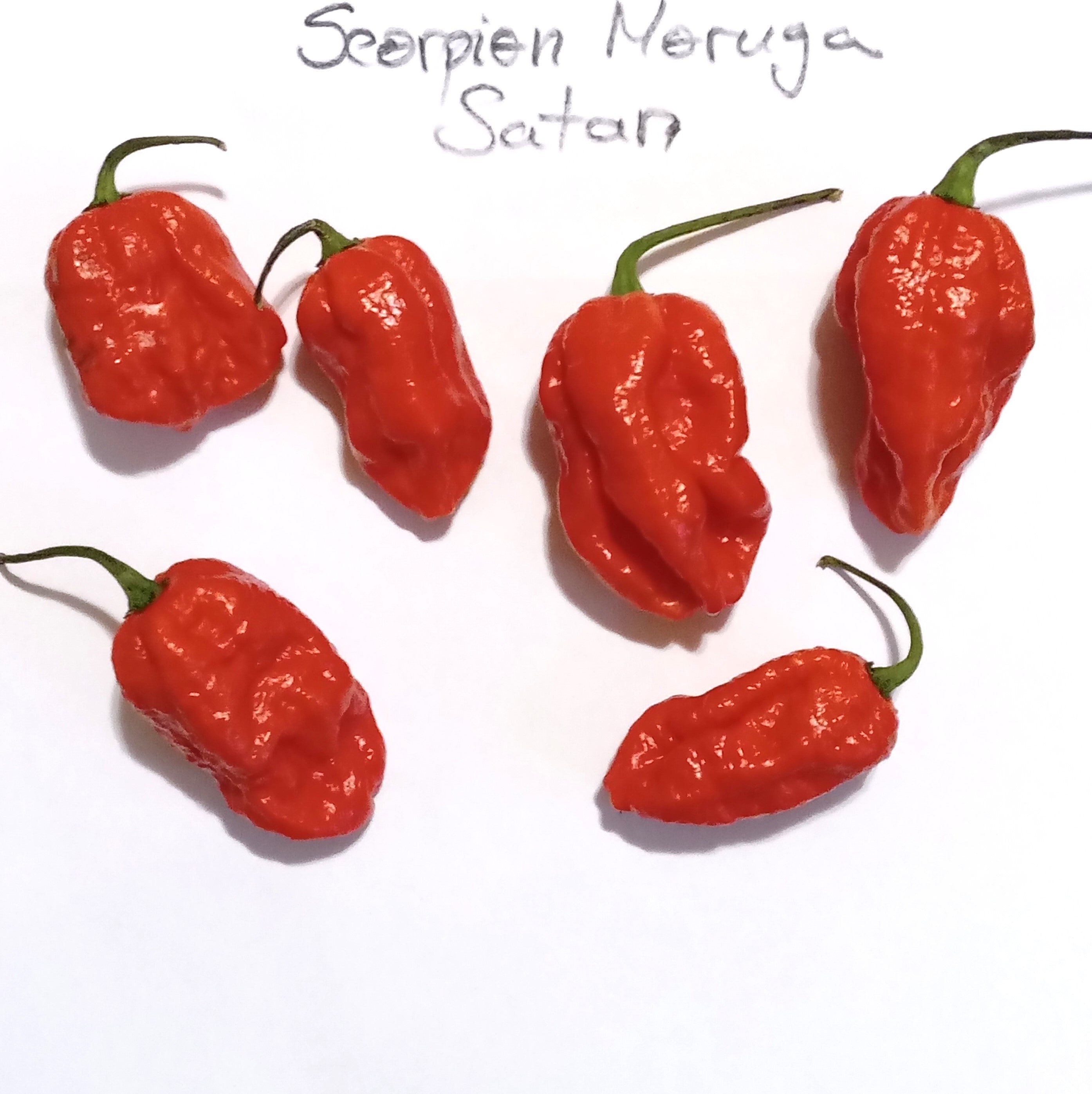 Seminţe Ardei - Scorpion Moruga Red Satan