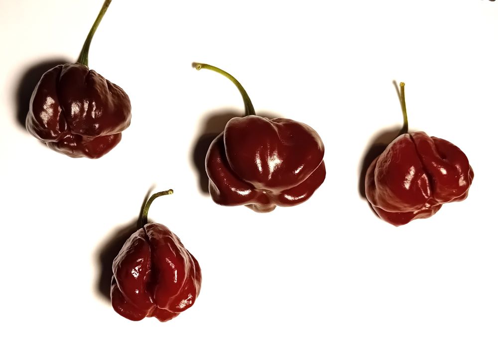 Seminţe Ardei - Scotch Bonnet Brown