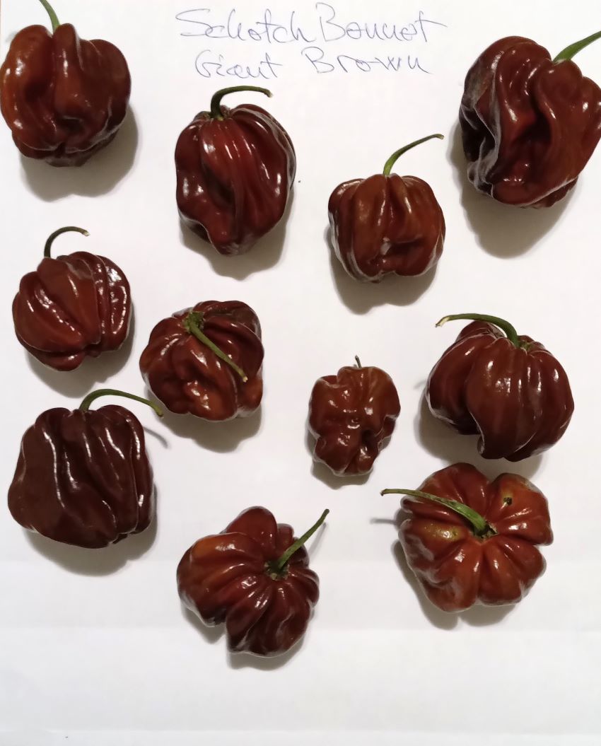 Seminţe Ardei - Scotch Bonnet Giant Chocolate