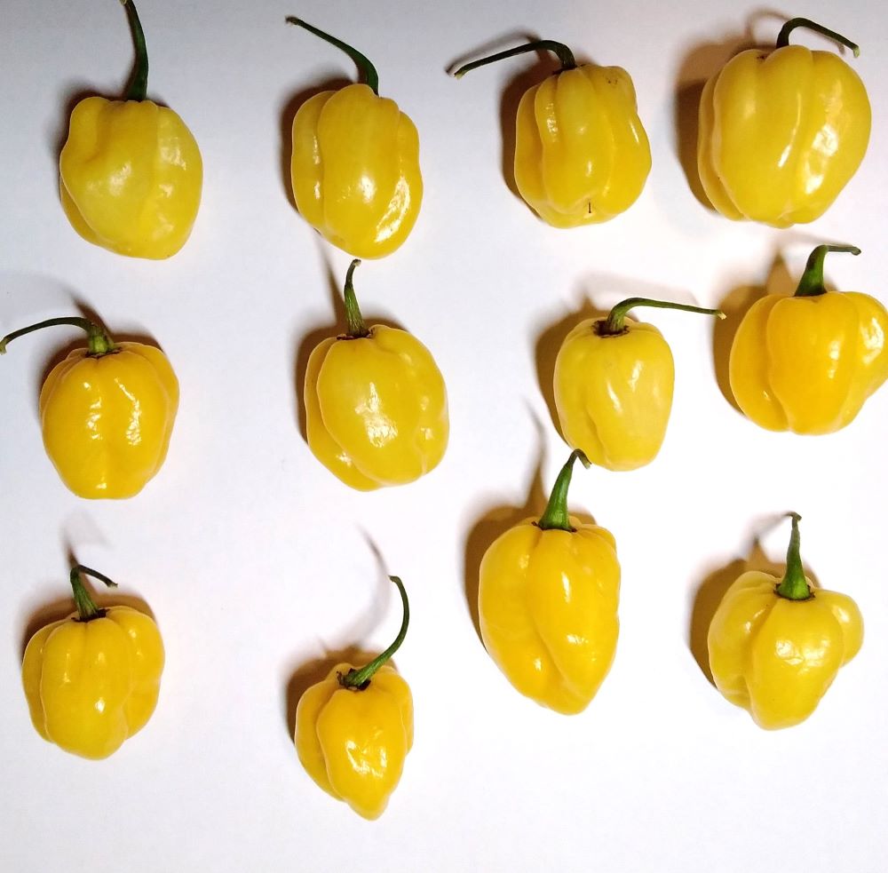Seminţe Ardei - Scotch Bonnet Orange