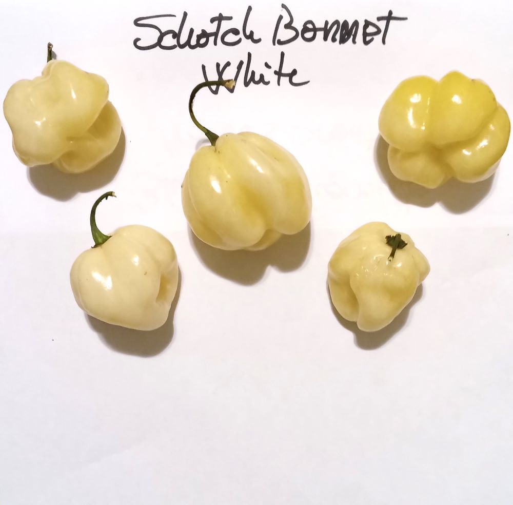 Seminţe Ardei - Scotch Bonnet Quash White
