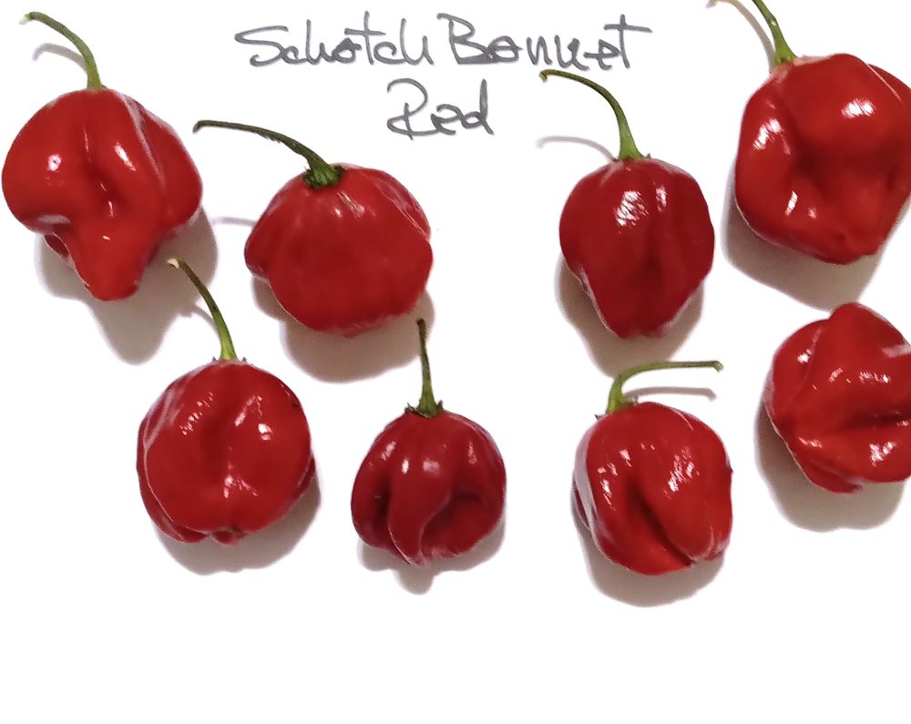 Seminţe Ardei - Scotch Bonnet Red