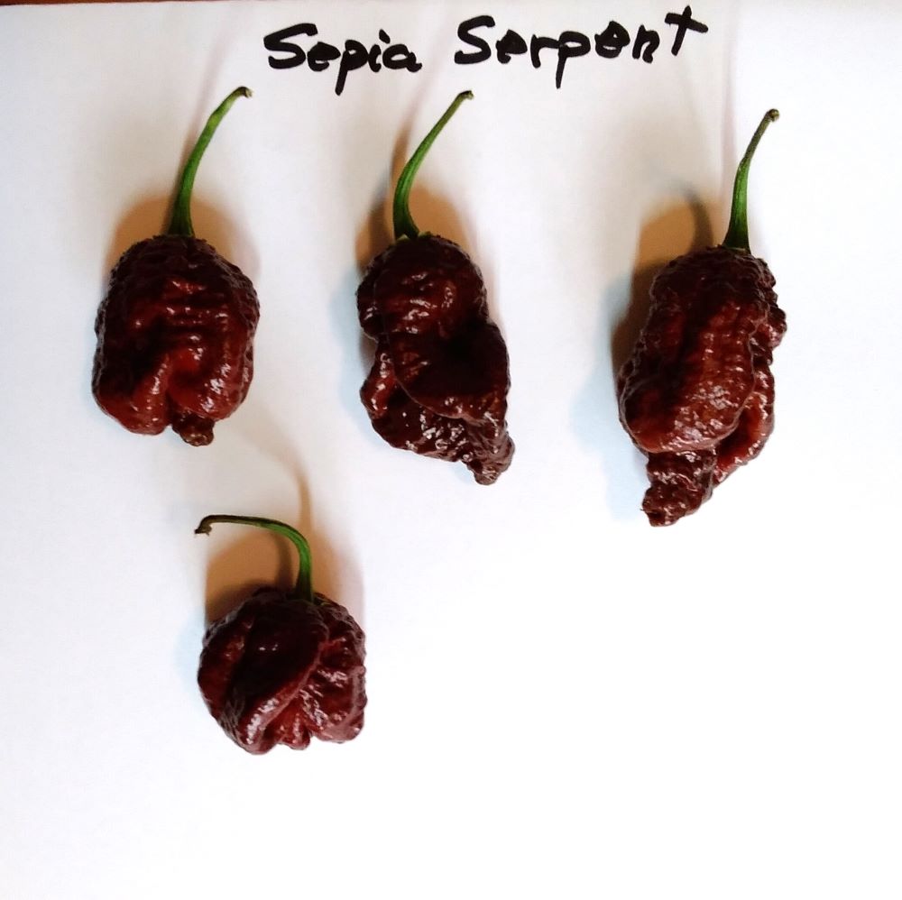 Seminţe Ardei - Sepia Serpent
