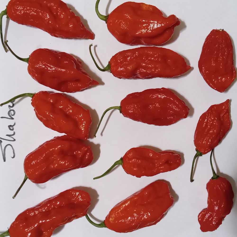 Seminţe Ardei - Shabu