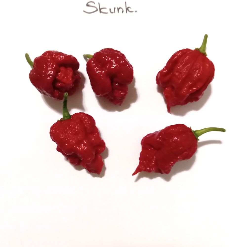 Răsad Ardei - Skunk Red