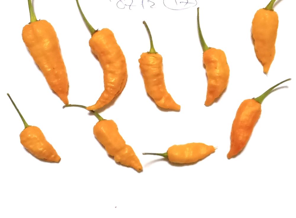 Seminţe Ardei - Space X