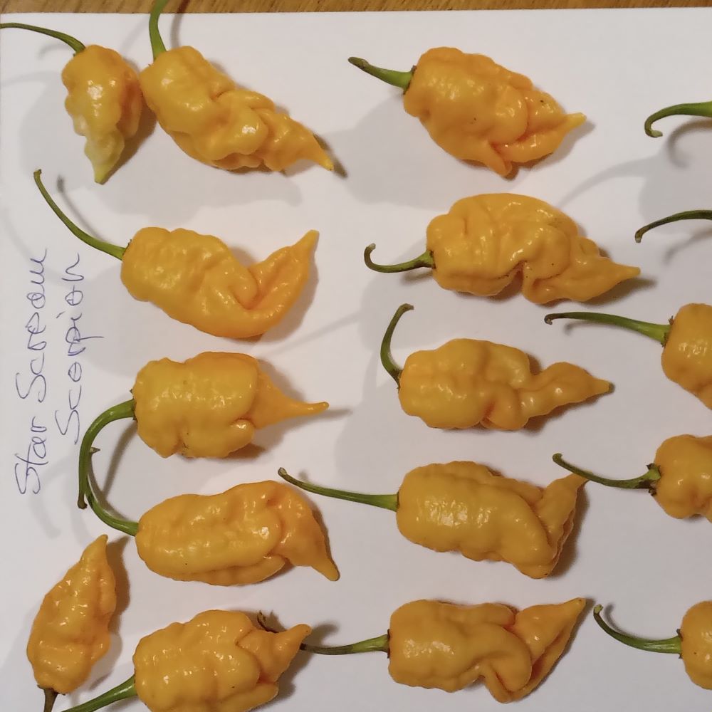 Seminţe Ardei - Star Scream