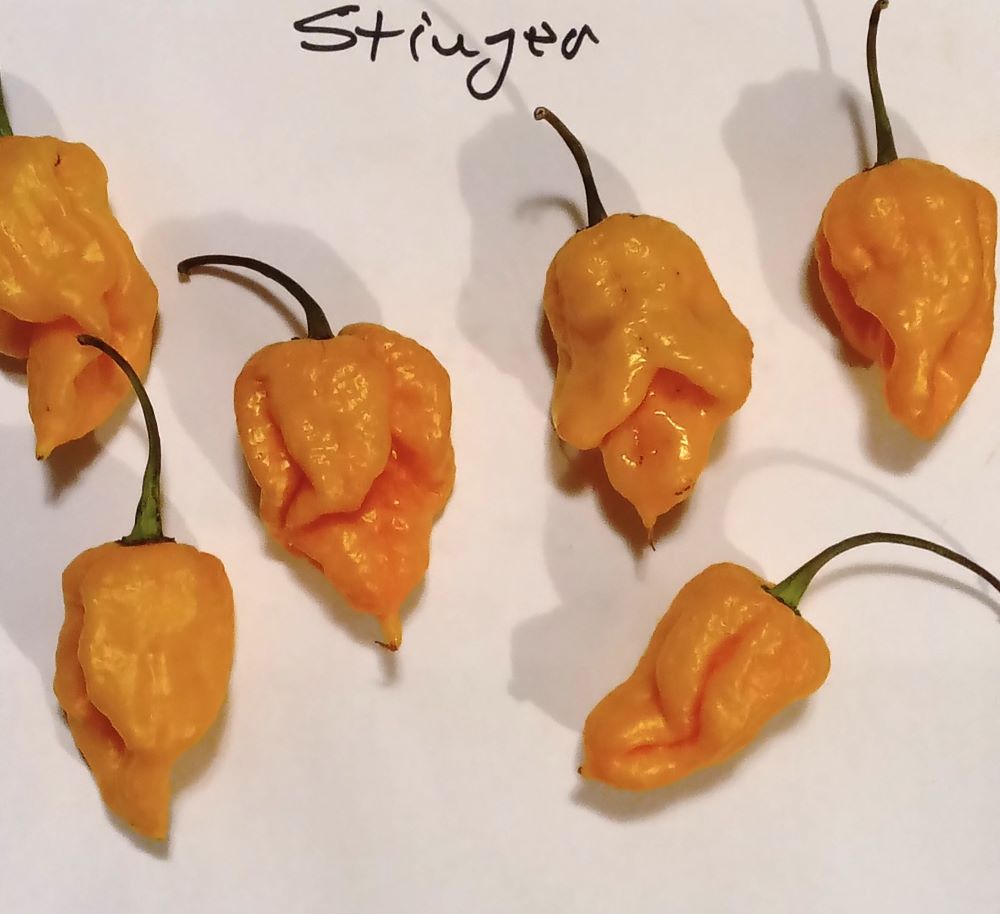 Seminţe Ardei - Stinger Yellow