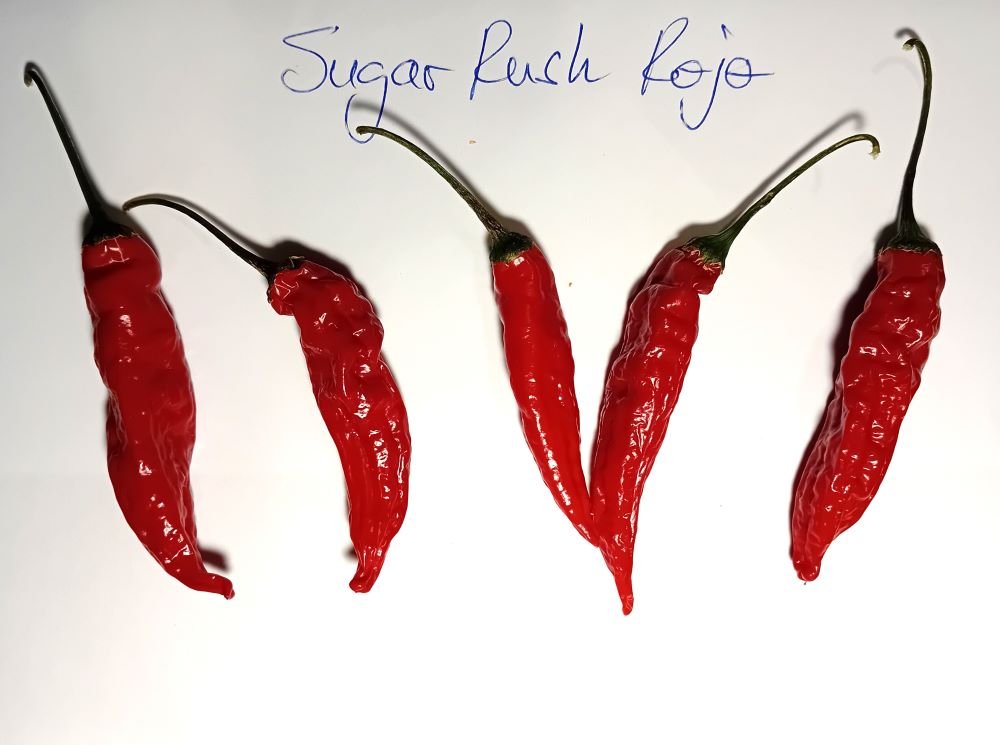 Pepper Seedling - Hurt Berry