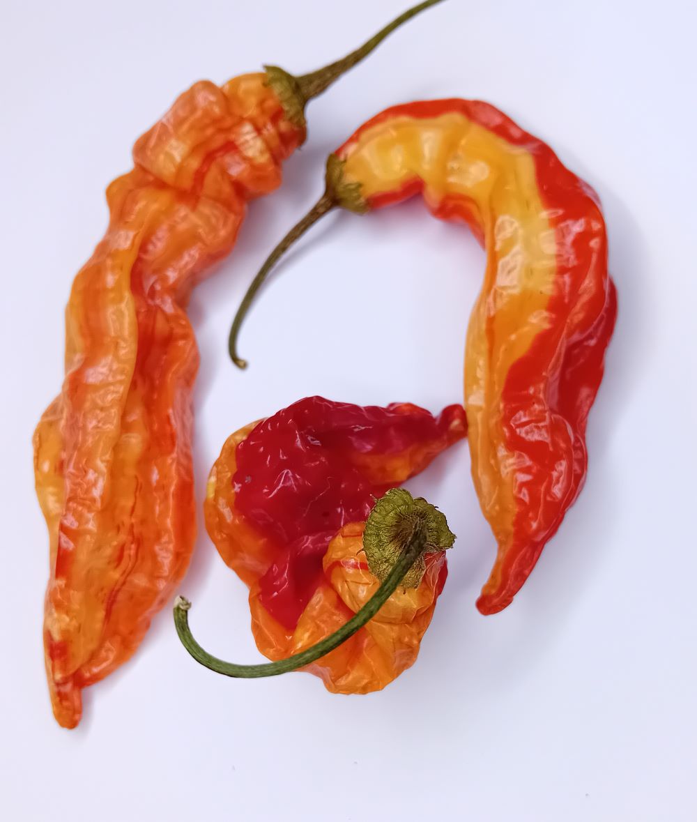 Seminţe Ardei - Sugar Rush Stripey