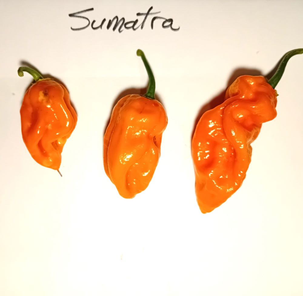 Seminţe Ardei - Sumatra