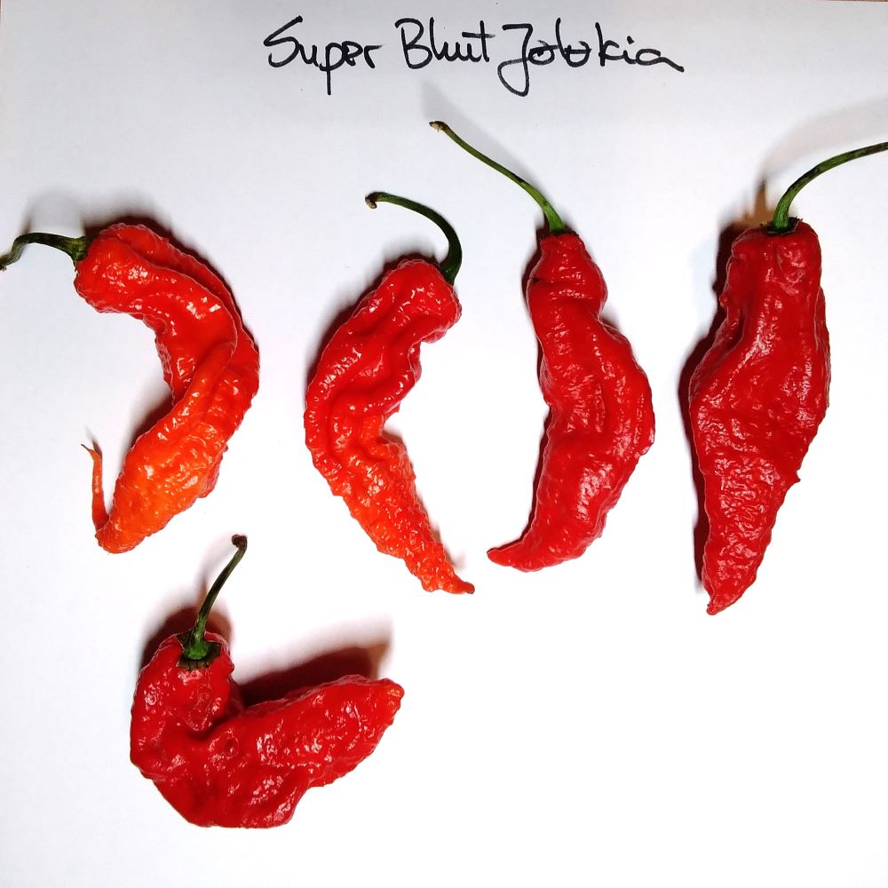 Seminţe Ardei - Super Bhut Jolokia Red