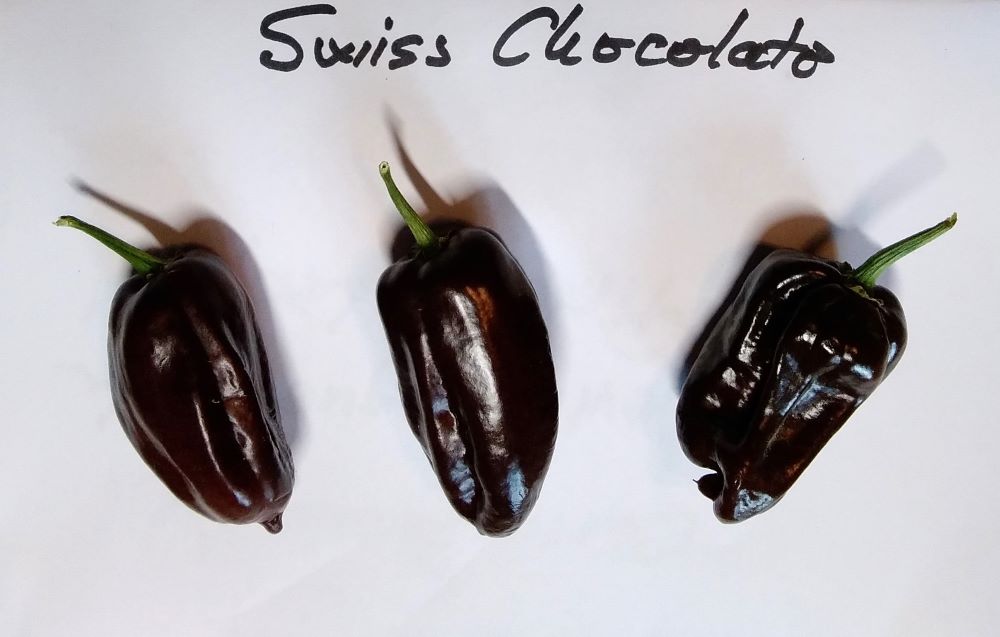 Seminţe Ardei - Swiss Chocolate