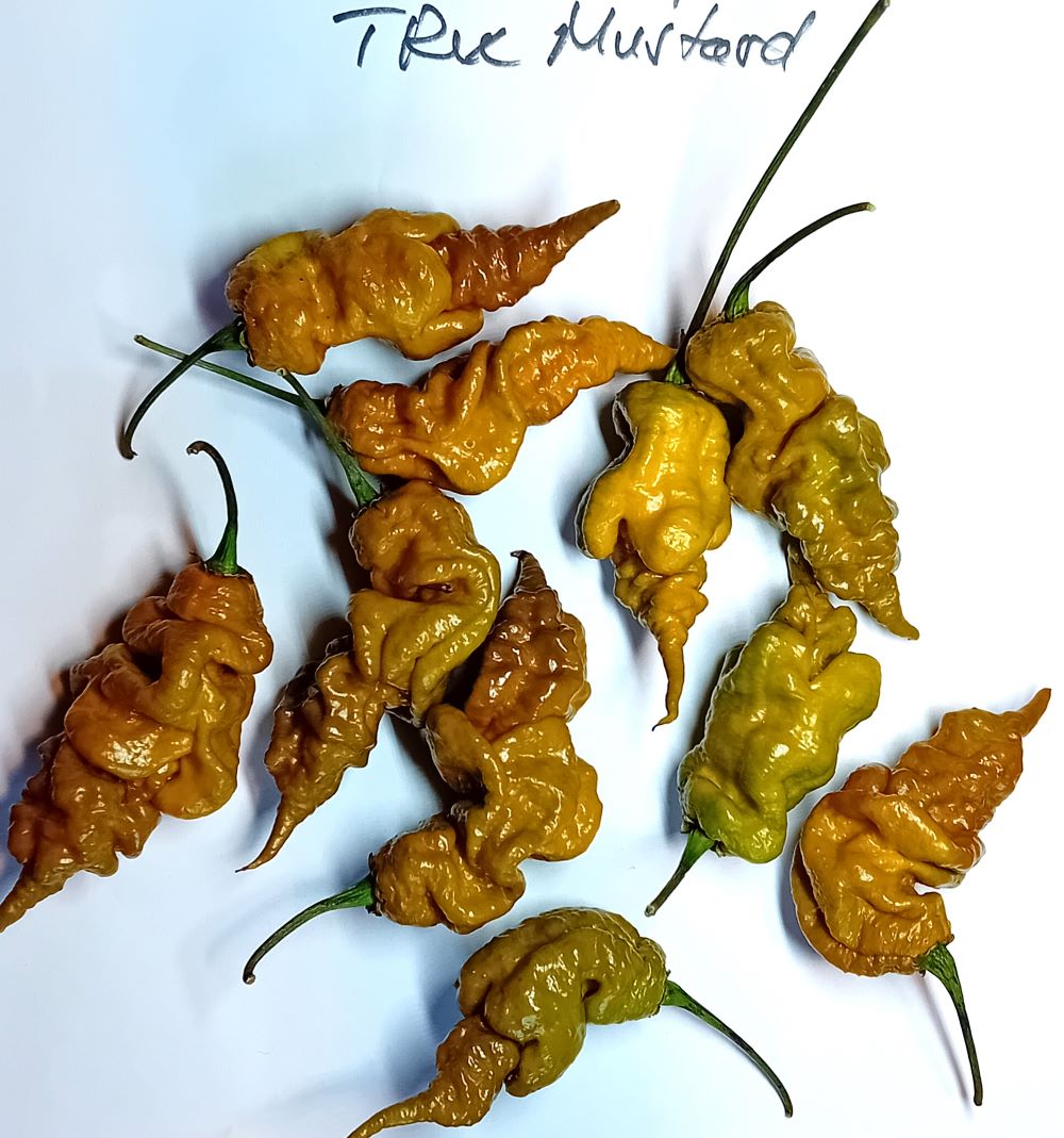 Seminţe Ardei - T-Rex Mustard