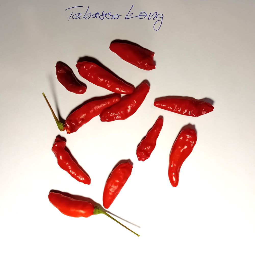 Seminţe Ardei - Tabasco Long
