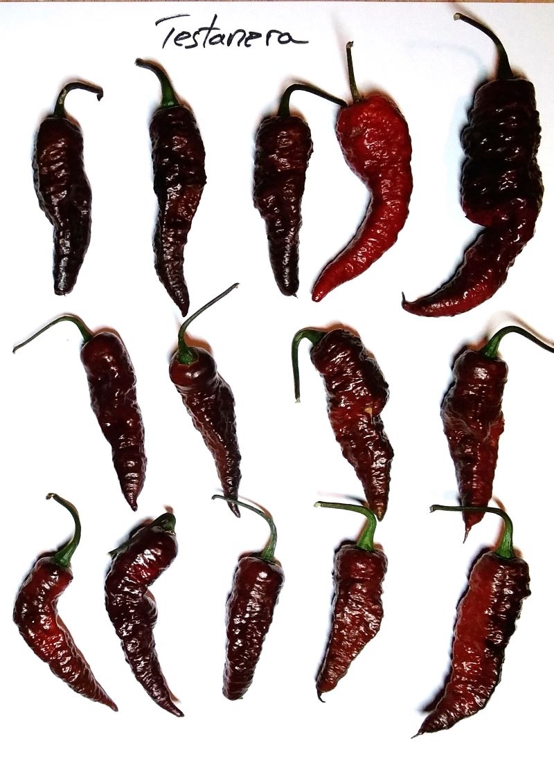 Seminţe Ardei - Testanera Chocolate