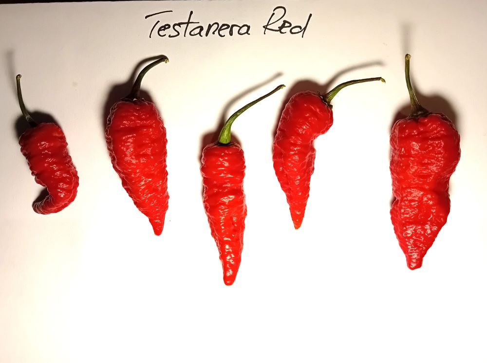 Seminţe Ardei - Testanera Red