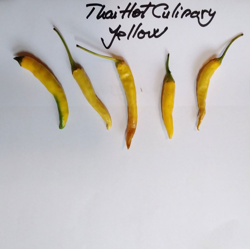Seminţe Ardei - Thai Hot Yellow