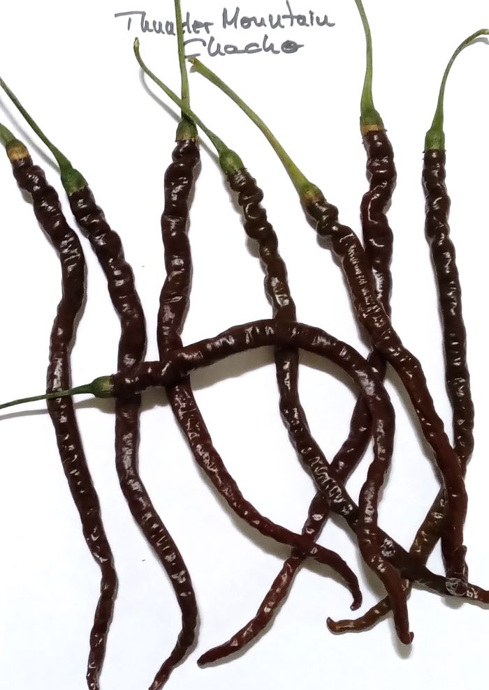 Seminţe Ardei - Thunder Mountain Cacho