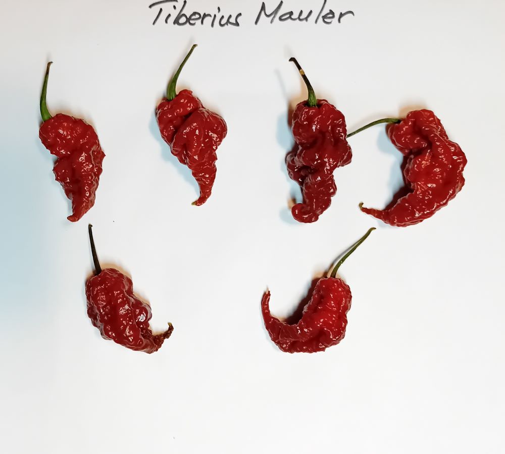 Seminţe Ardei - Tiberius Mauler Chocolate