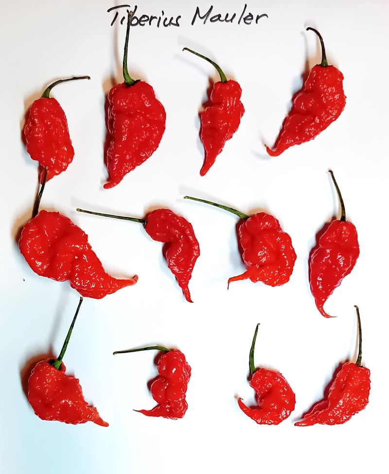 Seminţe Ardei - T-Rex Red