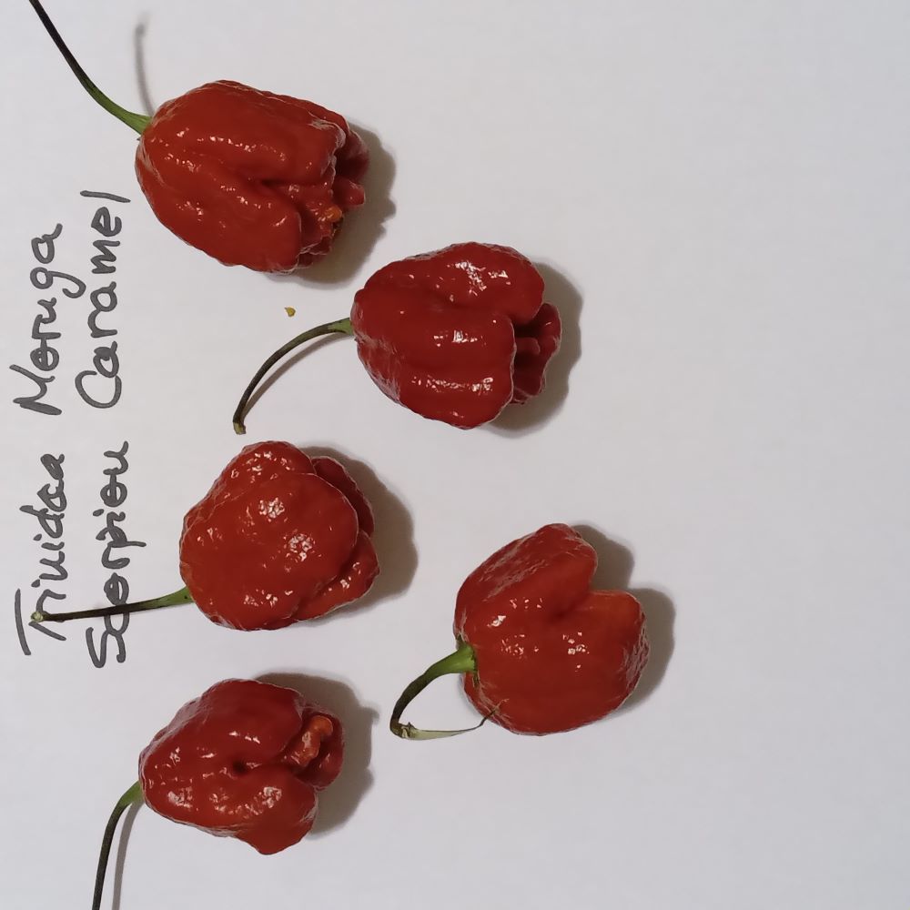 Seminţe Ardei - Trinidad Moruga Scorpion Caramel