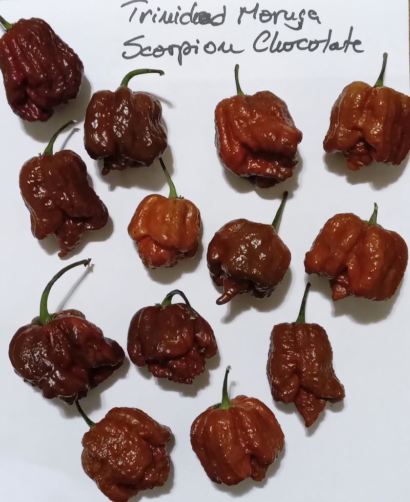 Seminţe Ardei - Trinidad Moruga Scorpion Chocolate