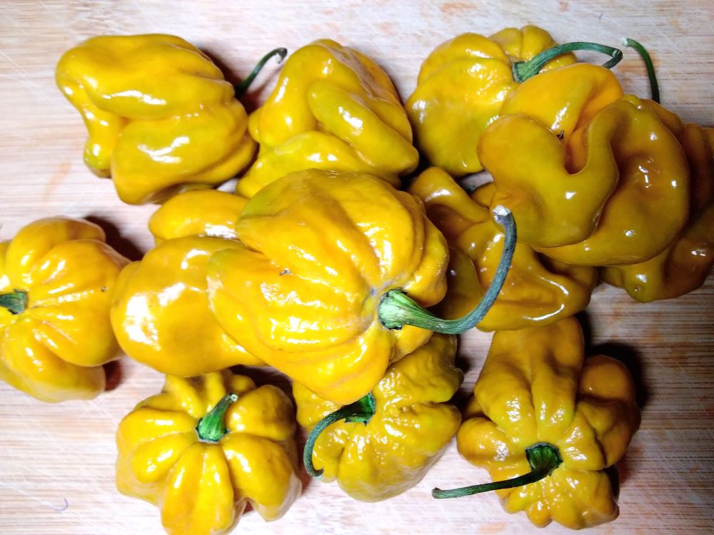 Seminţe Ardei - Trinidad Moruga Scorpion Green