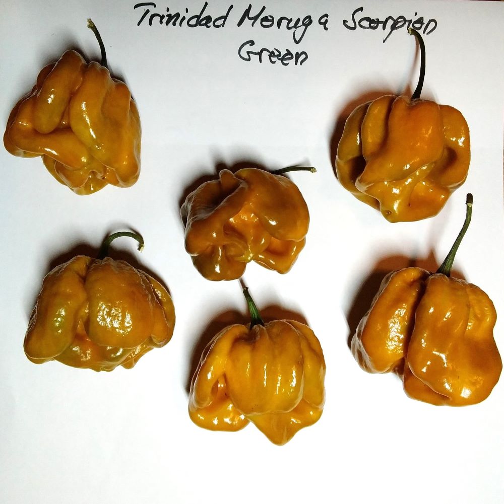 Seminţe Ardei - Trinidad Moruga Scorpion Green