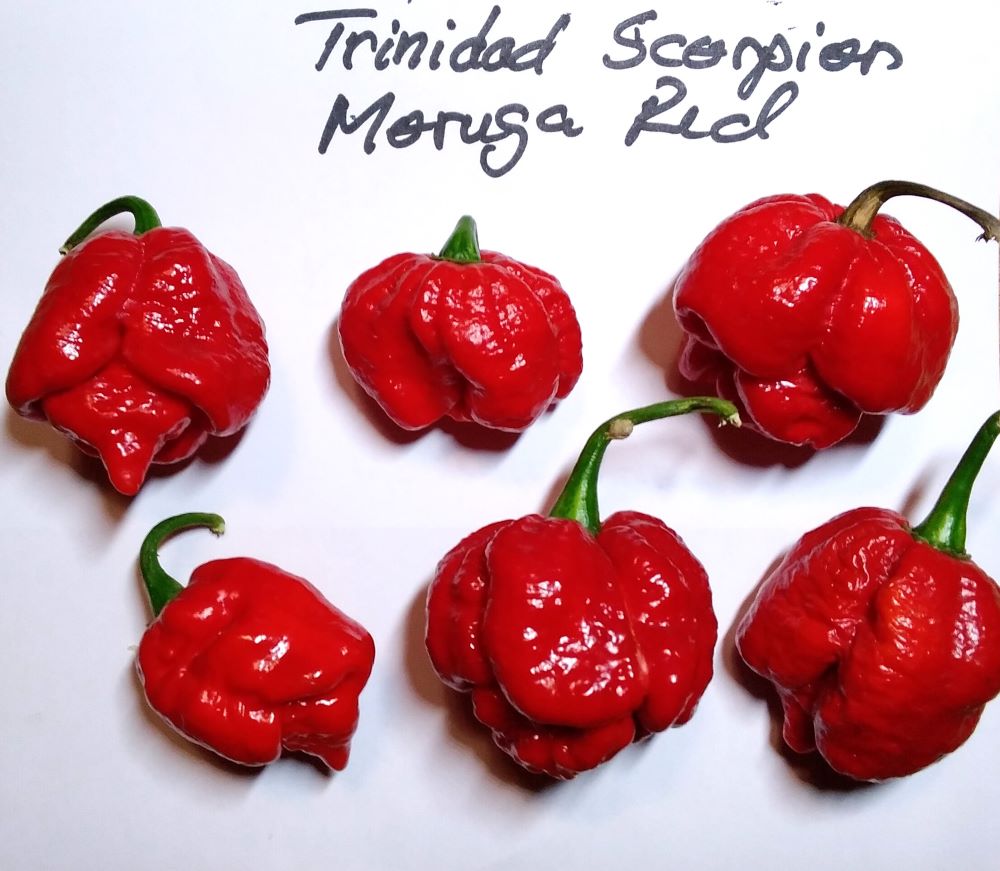 Seminţe Ardei - Trinidad Moruga Scorpion Red
