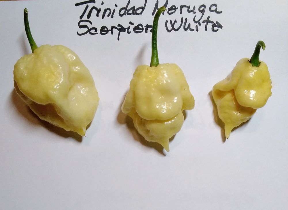 Seminţe Ardei - Trinidad Moruga Scorpion White