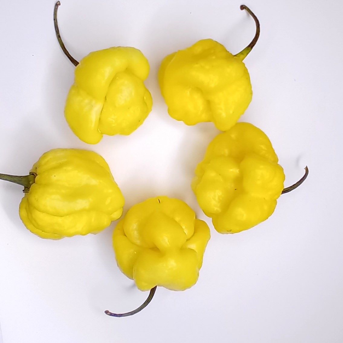 Seminţe Ardei - Trinidad Moruga Scorpion White