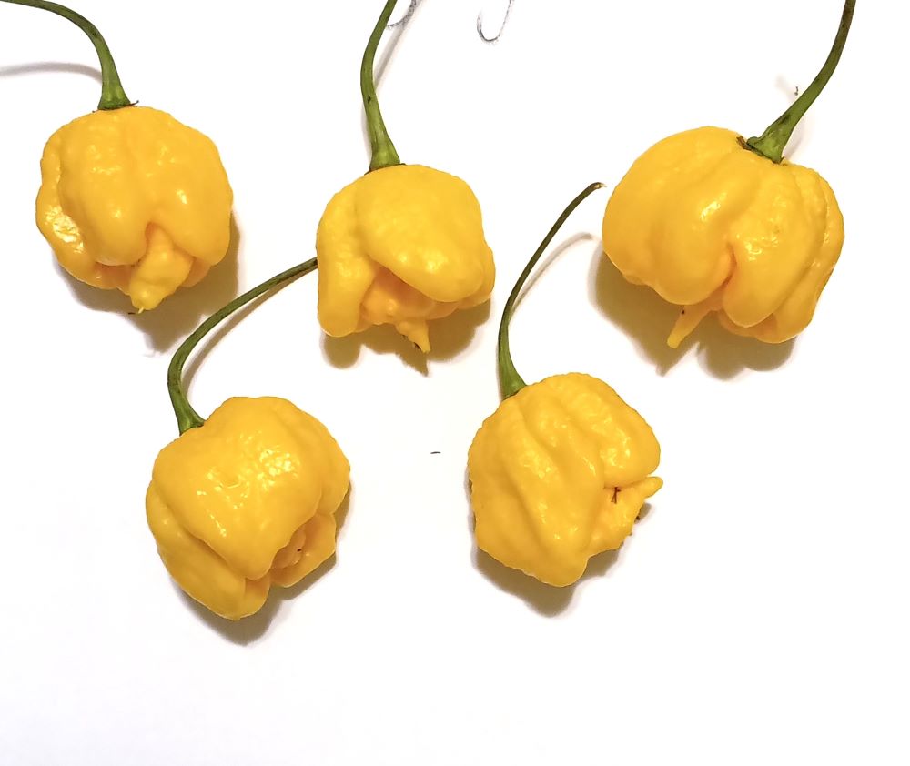 Seminţe Ardei - Trinidad Moruga Scorpion Yellow