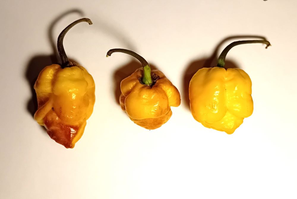 Seminţe Ardei - Trinidad Scorpion Butch T Yellow