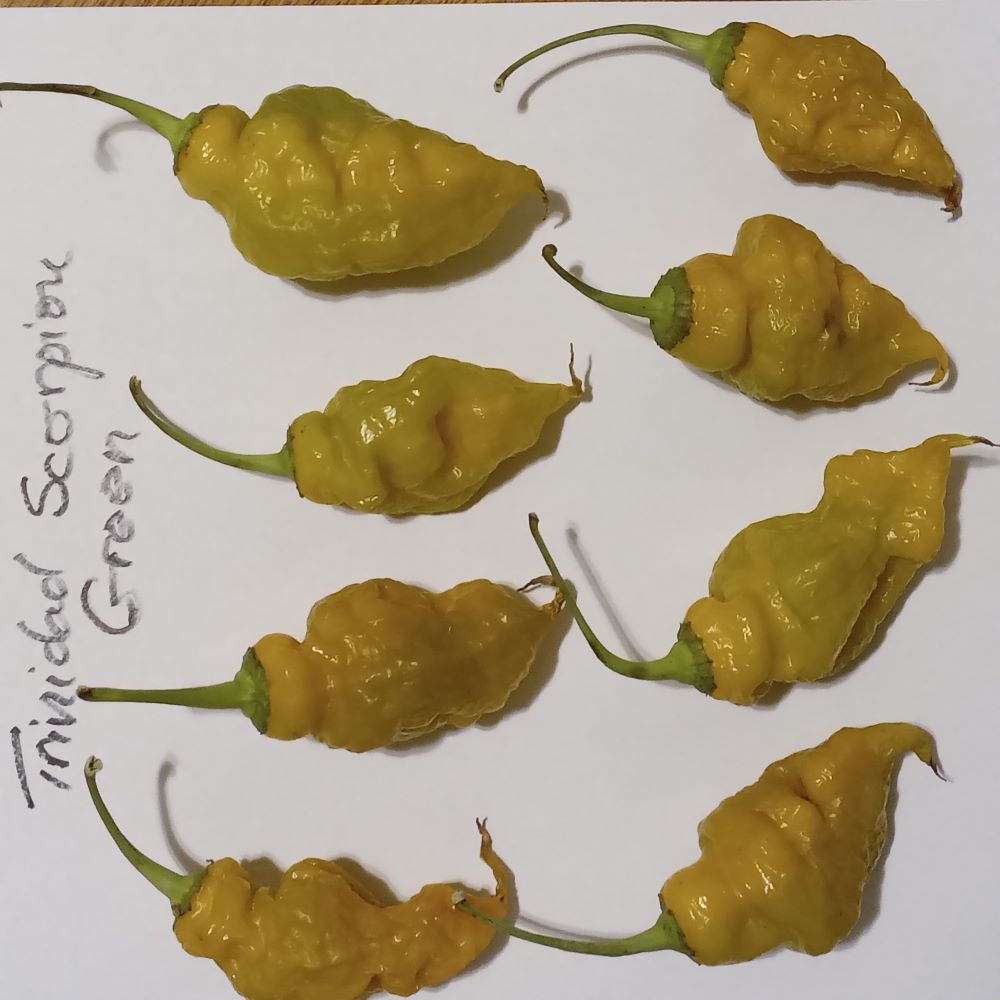 Seminţe Ardei - Trinidad Scorpion Green