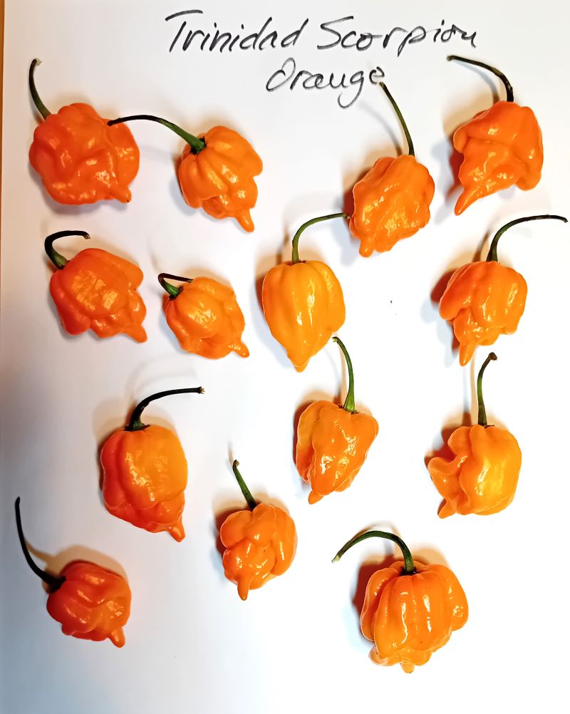 Seminţe Ardei - Trinidad Scorpion Orange