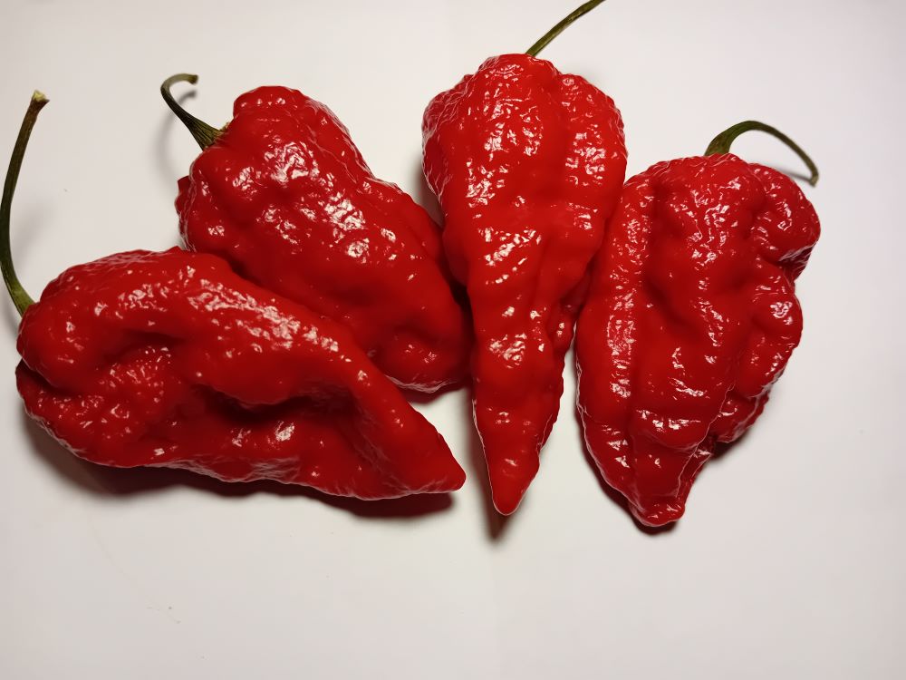 Seminţe Ardei - Trinidad Scorpion Red