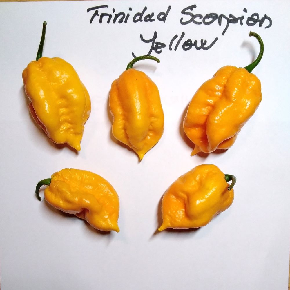 Seminţe Ardei - Trinidad Scorpion Yellow