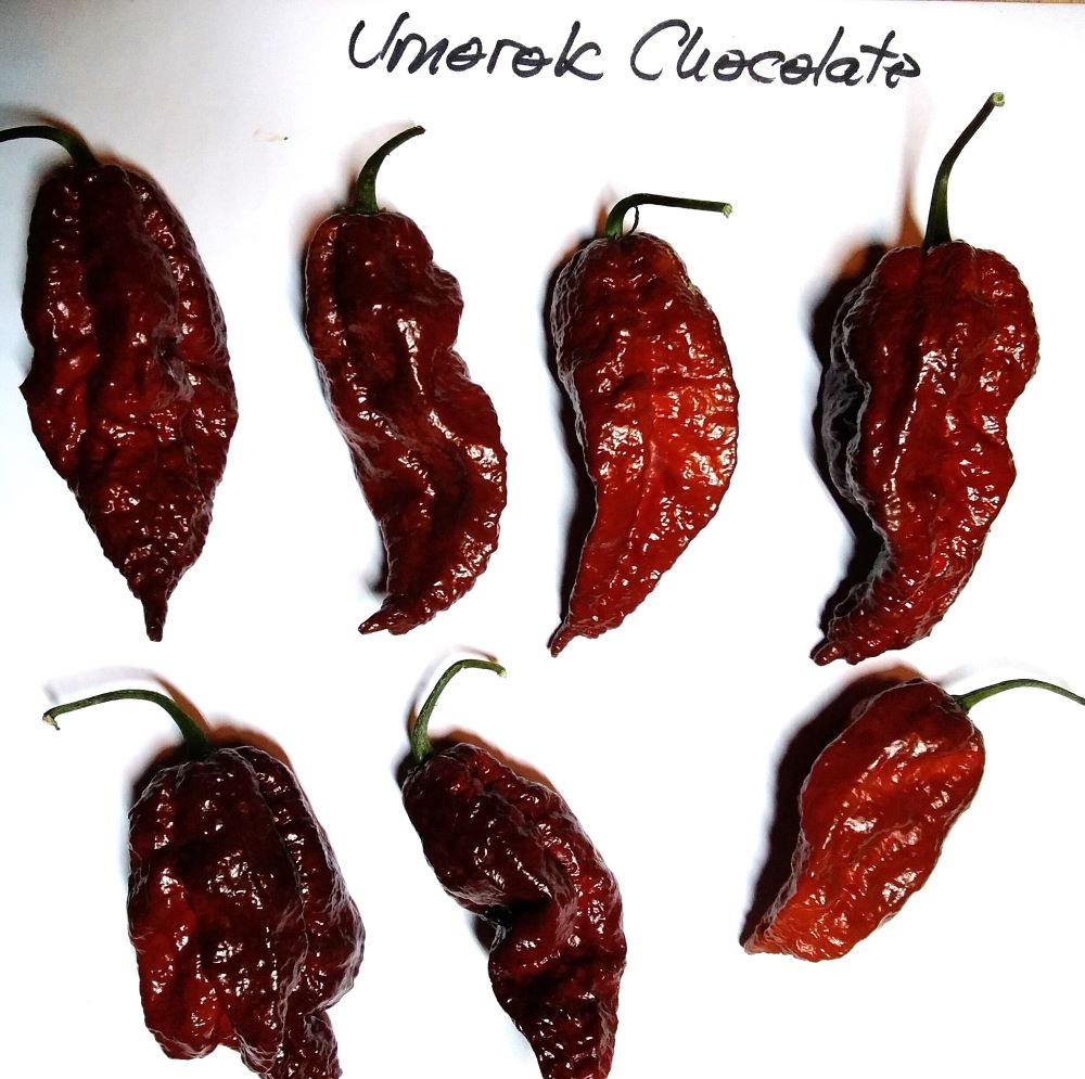 Seminţe Ardei - Umorok Chocolate