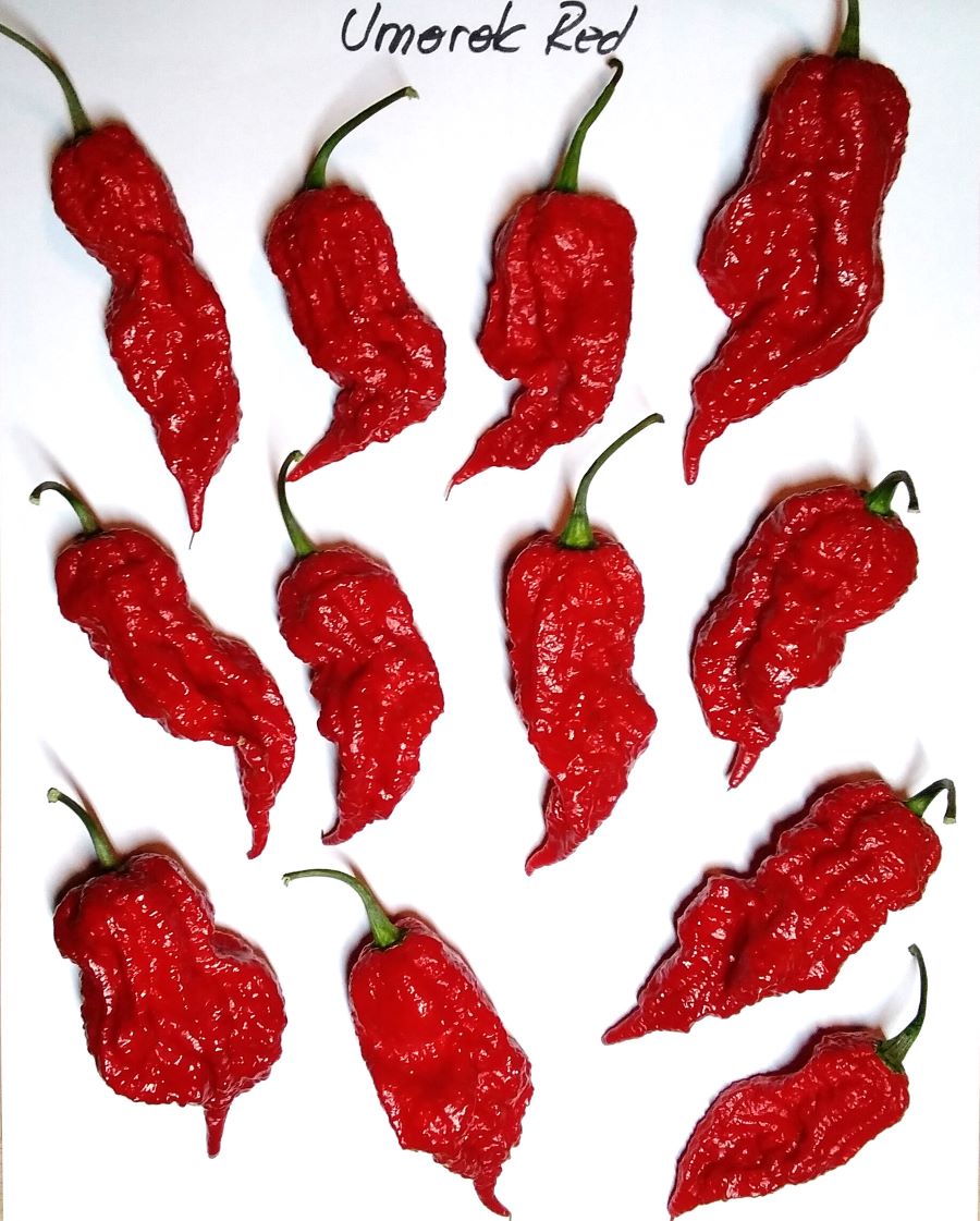 Seminţe Ardei - Umorok Red