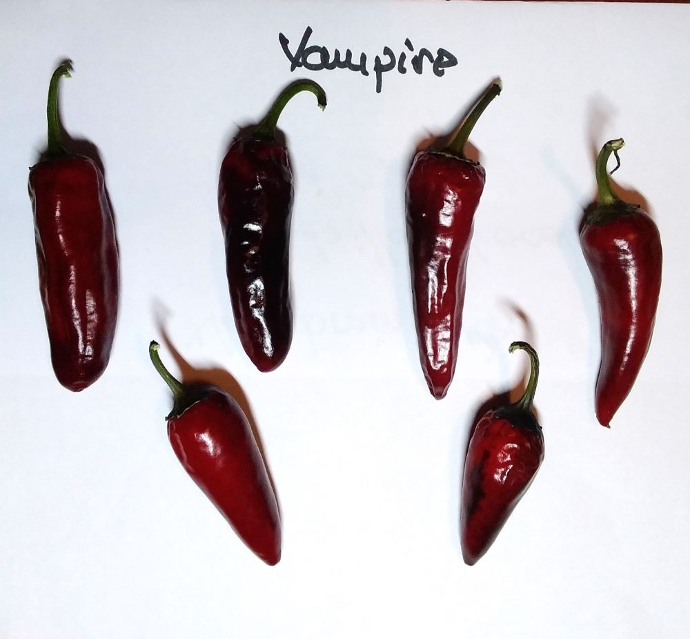 Seminţe Ardei - Vampire