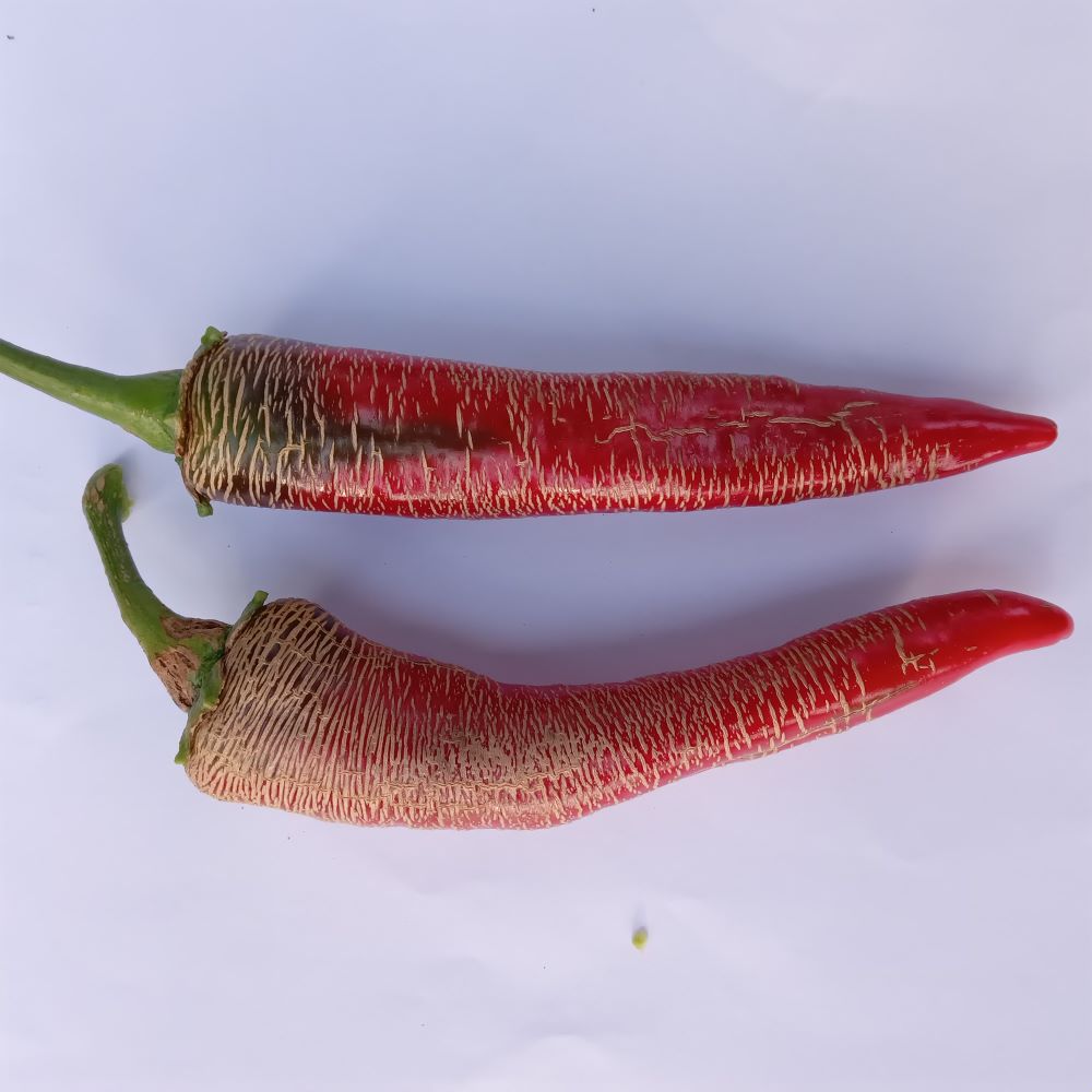 Seminţe Ardei - Vezenka