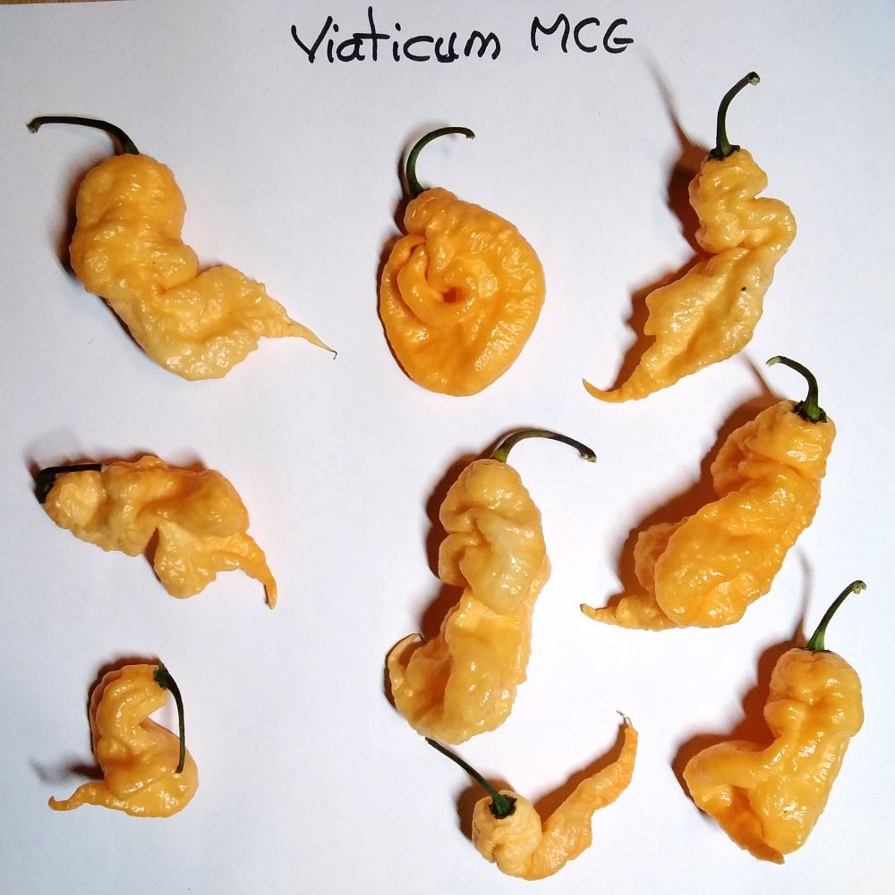 Seminţe Ardei - Viaticum MCG011