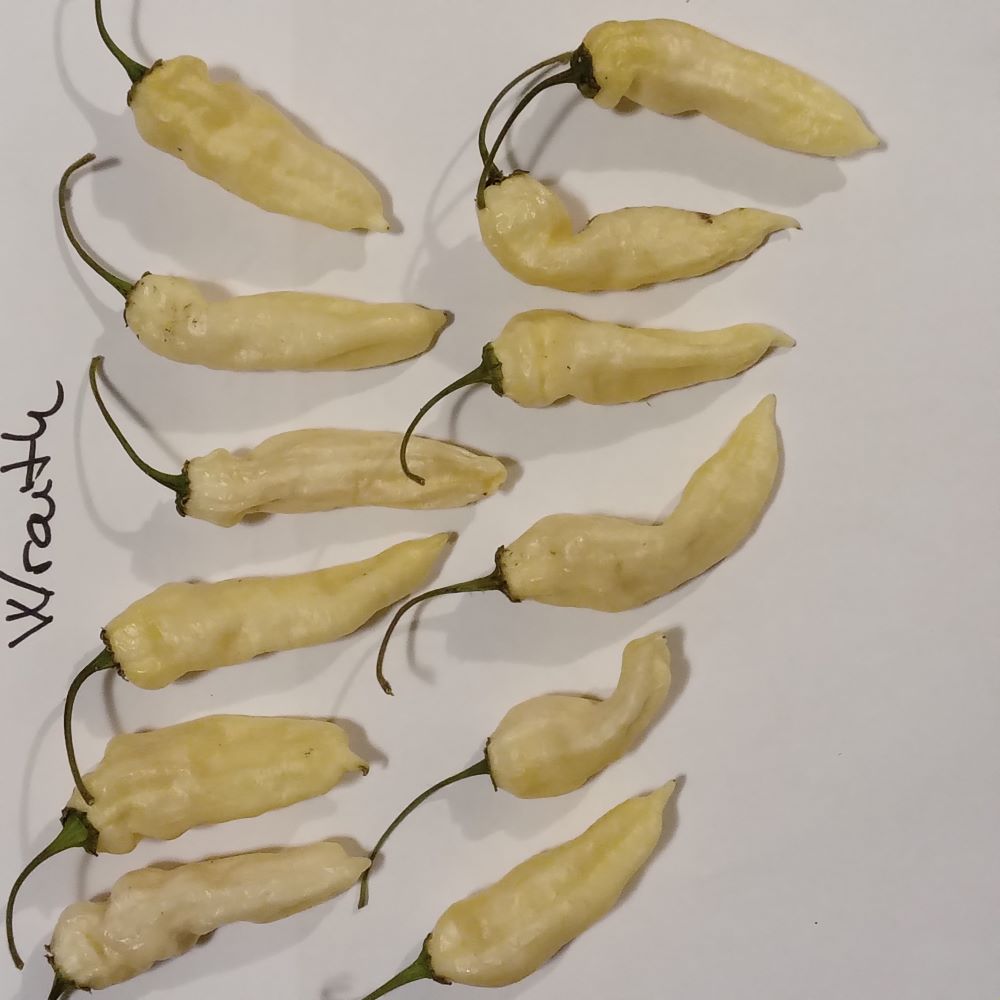 Seminţe Ardei - Wraith