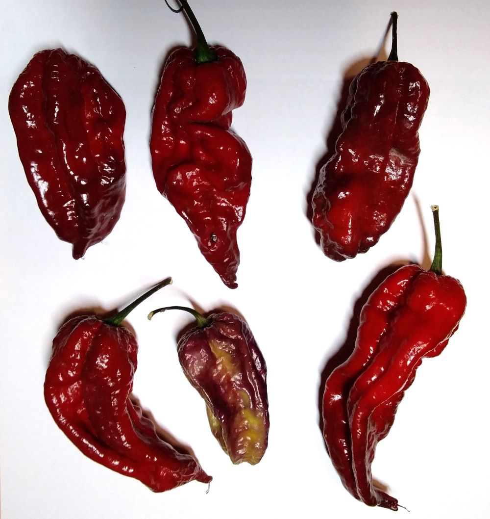 Seminţe Ardei - Yaki Blue