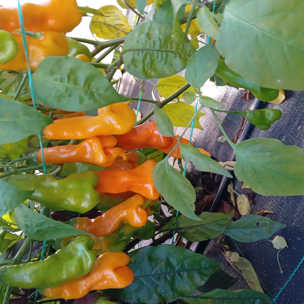 Seminţe Ardei - Aji Erotica Orange