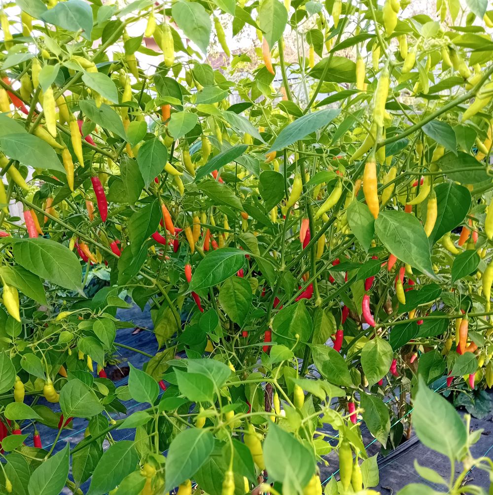 Răsad Ardei - Aji Peruvian